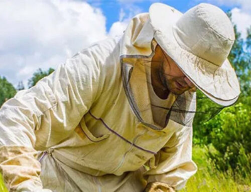 How Beekeeping Is Helping Homeless Men Get Back.